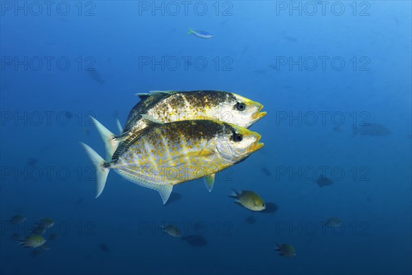 Three orange spotted orange-spotted trevally