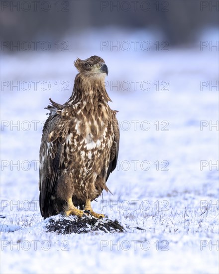 White-tailed eagle