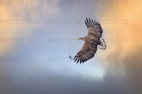 White-tailed eagle