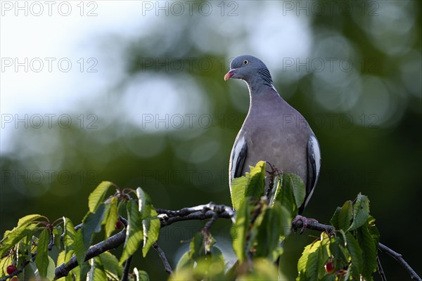 Common wood pigeon