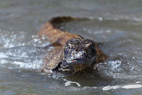 Komodo dragon