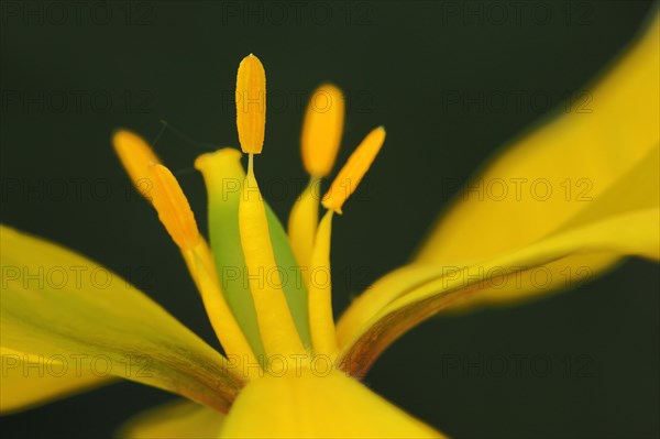 Detail of a wild tulip