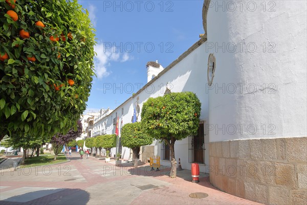 Hotel and orange tree at the Plaza de la Constutucion in Merida