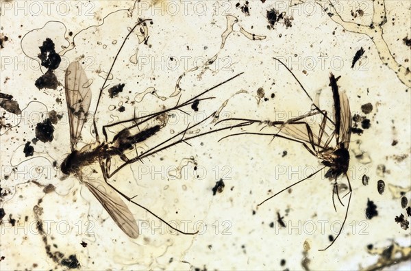 40 Million Year Old Mosquitoes in Amber