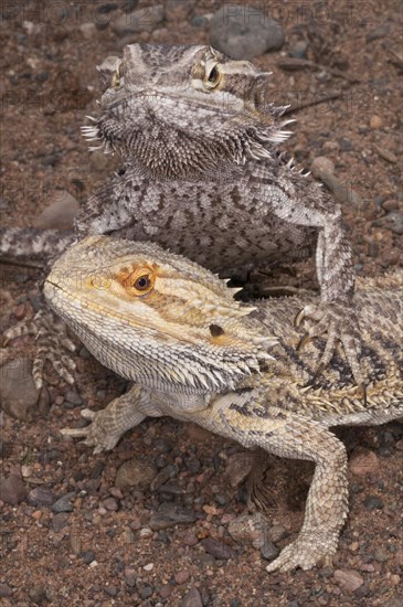 Inland or central bearded dragon