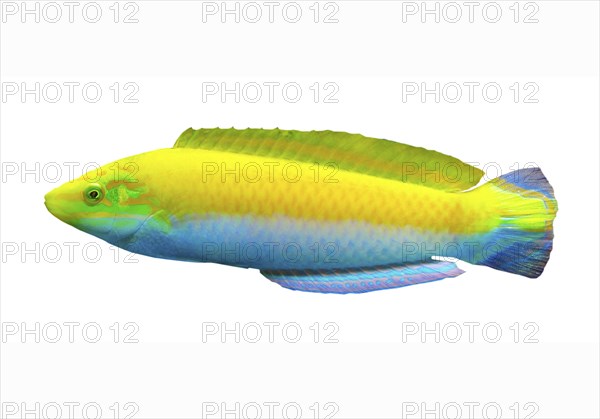 Indian canary wrasse