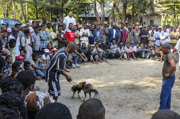 Cock fighting in Fort Dauphin