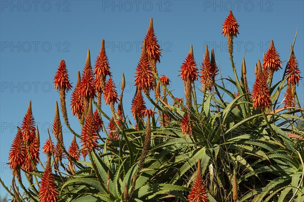 Red aloe vera