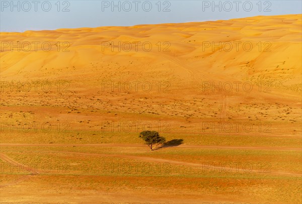 Single tree in the middle of Wahiba Desert