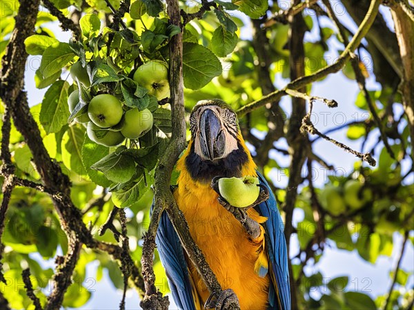 Blue and yellow macaw