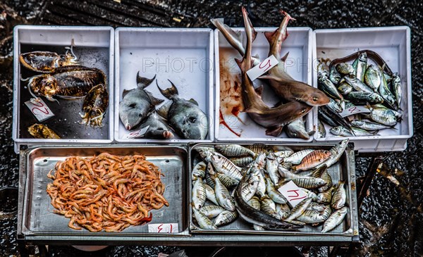 Historic fish market La pescheria with a cornucopia of colourful sea creatures