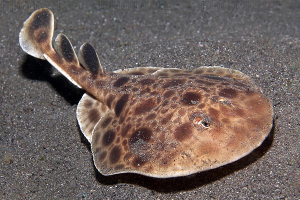 Electric ray