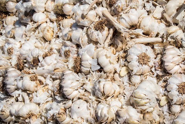 Bunch of garlic bulbs at the market place