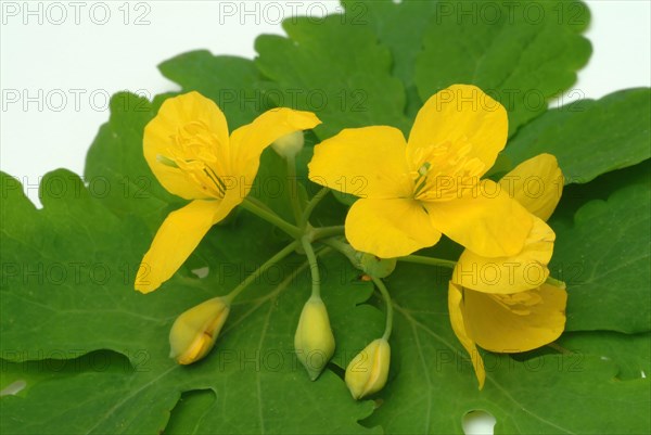 Medicinal plant greater celandine