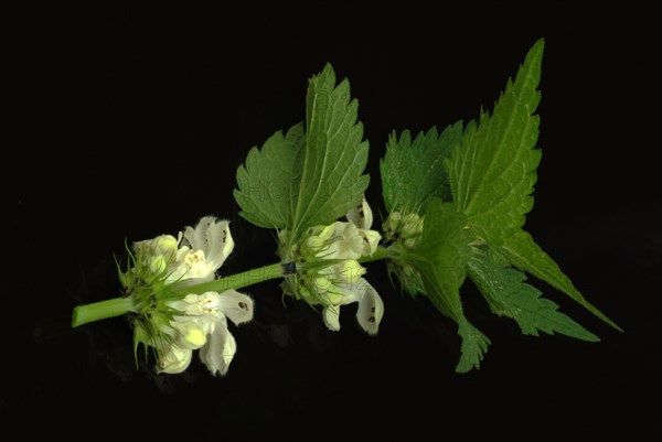 White deadnettle