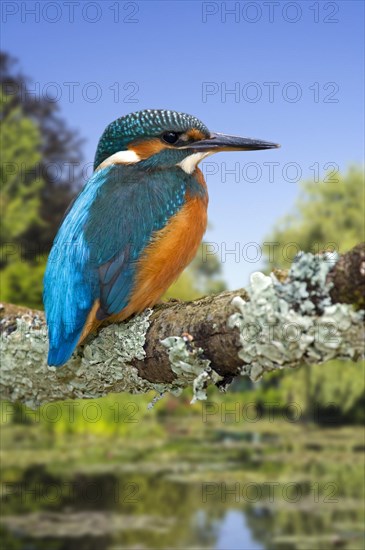 Common kingfisher