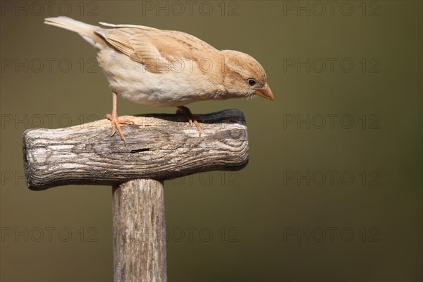 House sparrow