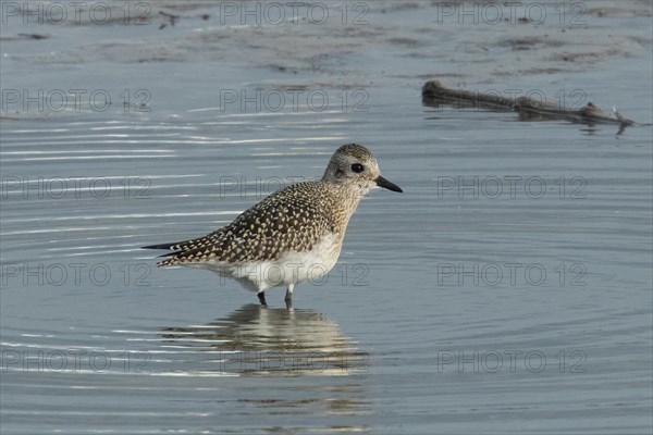 Little Ringed Plover with reflection in water standing looking right