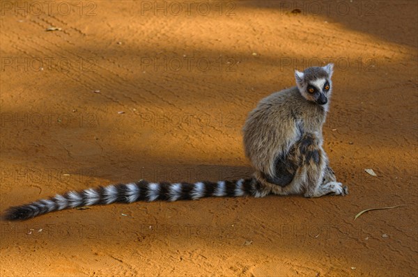 Ring-tailed Lemur