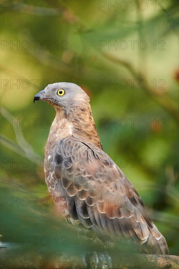 European honey buzzard