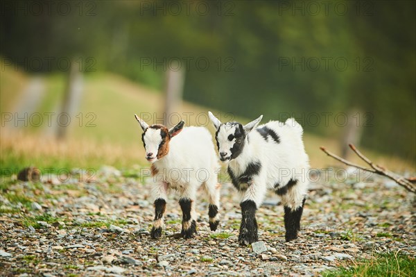 Domestic goats