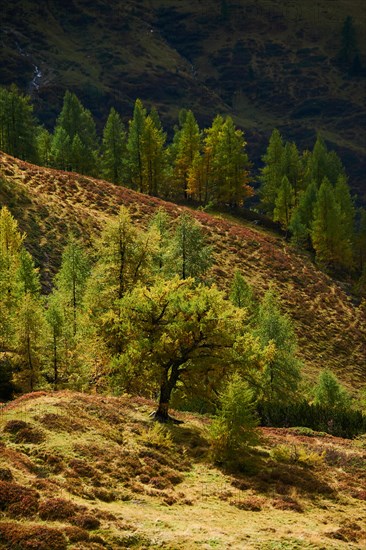 European larch