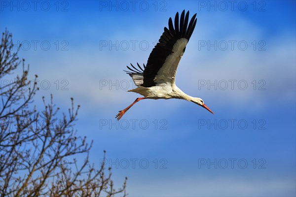 White Stork