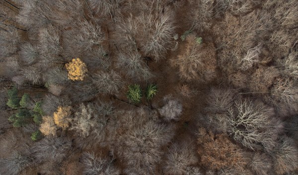 Undecorated mixed beech forest from above