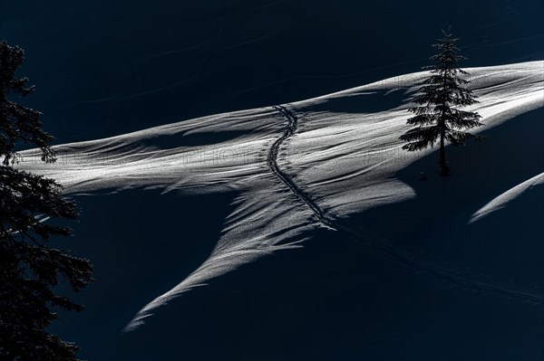 Backlit trees with ski touring track on snowy mountain meadow