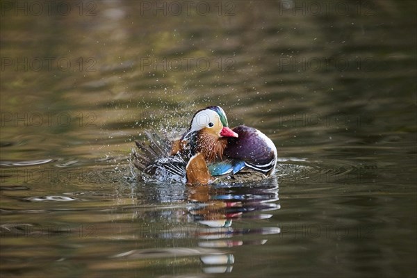 Mandarin duck