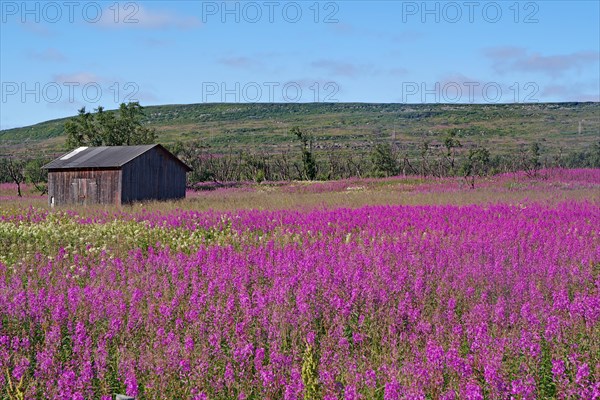 Narrow-leaved willowherbs cover the ground in bloom and in huge quantities