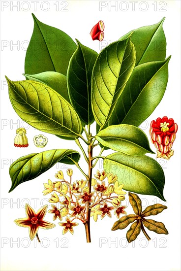 Medicinal plant