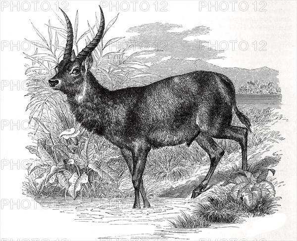 Ellipsen waterbuck