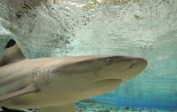 Blacktip reef shark