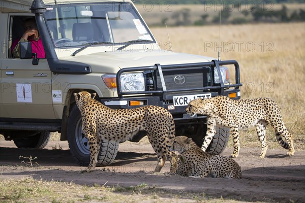 Cheetah