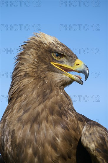 Steppe eagle