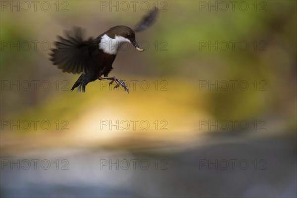 White-breasted dipper