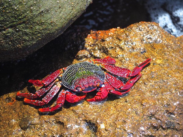 Red rock crab