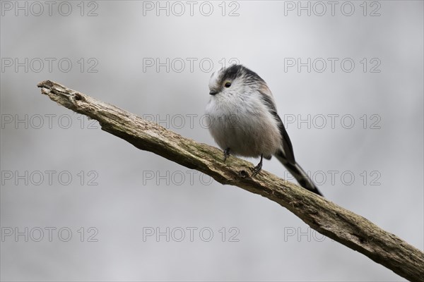 Long-tailed tit