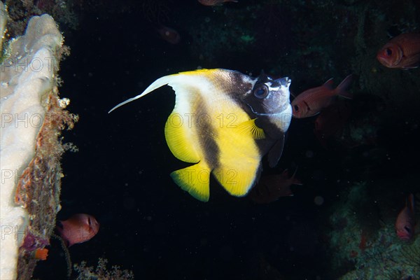 Red sea bannerfish