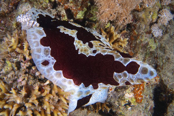 Large sofa cushion snail