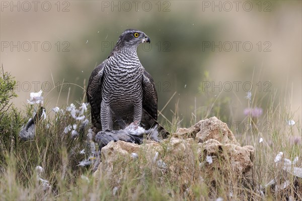 Northern goshawk