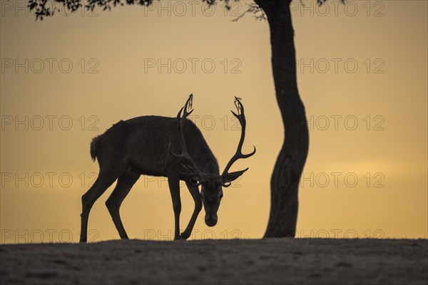 Red deer