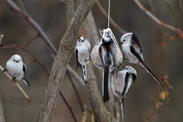 Long-tailed Tit