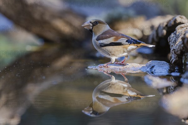 Hawfinch