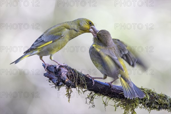 Cirl Bunting