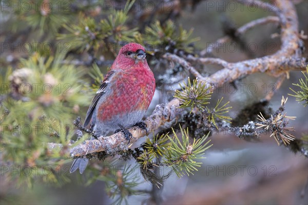 Pine grosbeak