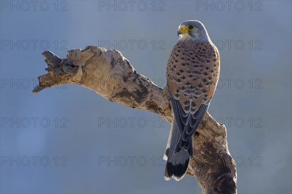 Common kestrel