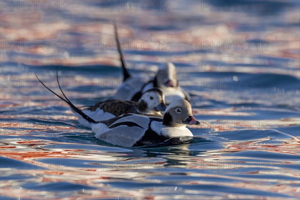 Long-tailed duck