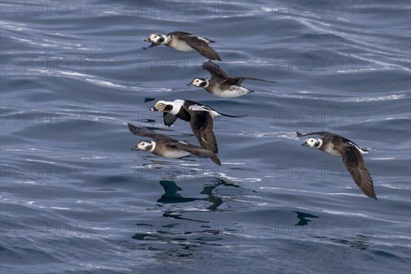 Long-tailed duck